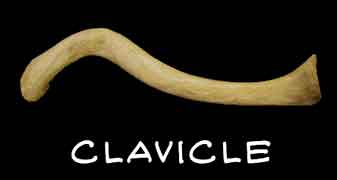 clavicle