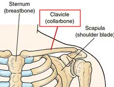 clavicle
