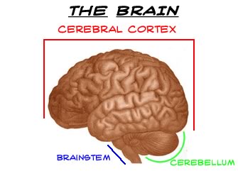 the Annotated Brain