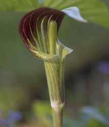 bloom of a Jack in the Pulpit