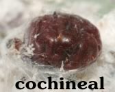 cochineal