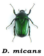 D. micans