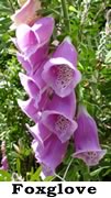 foxglove