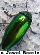 a jewel beetle