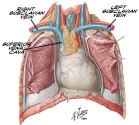 the heart in situ, by Frank Netter