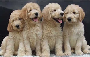 puppies