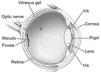 retina