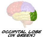 Occipital lobe