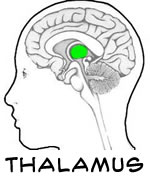 The Thalamus