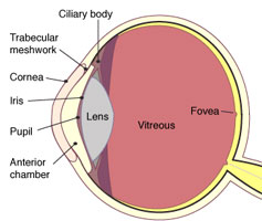 anatomy of the eye